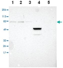 SP1 Rabbit anti-Human, Polyclonal Antibody, Abnova 100&mu;L; Unlabeled:Antikörper