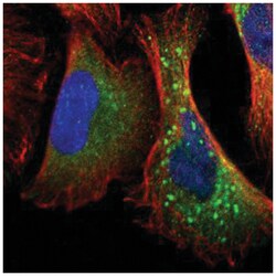 VAV1 Rabbit anti-Human, Polyclonal Antibody, Abnova 100 &mu;L | Buy Online | Abnova Corporation | Fisher Scientific