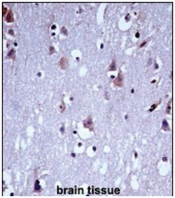 KCNC1 Rabbit anti-Human, Polyclonal Antibody, Abnova 400&mu;L; Unlabeled:Antibodies,