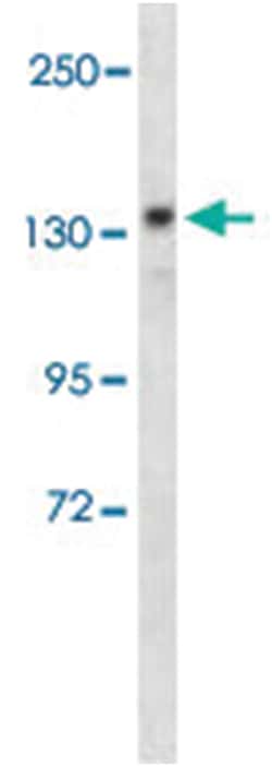 POLG, Rabbit, Polyclonal Antibody, Abnova 400 &mu;L | Buy Online | Abnova Corporation | Fisher Scientific