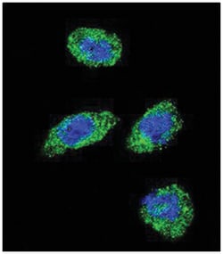 POLG, Rabbit, Polyclonal Antibody, Abnova 400 &mu;L | Buy Online | Abnova Corporation | Fisher Scientific