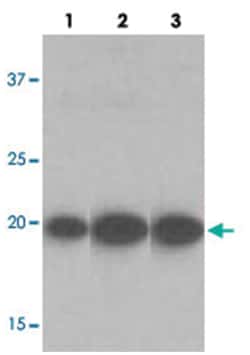 EEF1E1, Rabbit, Polyclonal Antibody, Abnova 100 &mu;L | Buy Online | Abnova Corporation | Fisher Scientific