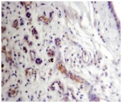 RARS, Rabbit, Polyclonal Antibody, Abnova 100 &mu;L | Buy Online | Abnova Corporation | Fisher Scientific