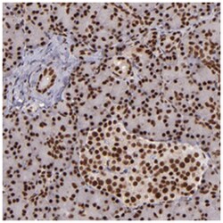 PQBP1, Rabbit, Polyclonal Antibody, Abnova 100&mu;L; Unlabeled:Antibodies,