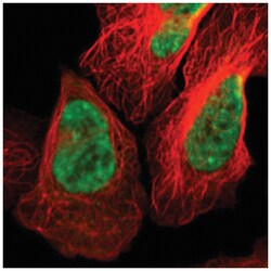 PQBP1, Rabbit, Polyclonal Antibody, Abnova 100&mu;L; Unlabeled:Antibodies,