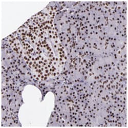 GPKOW, Rabbit, Polyclonal Antibody, Abnova 100 &mu;L | Buy Online | Abnova Corporation | Fisher Scientific