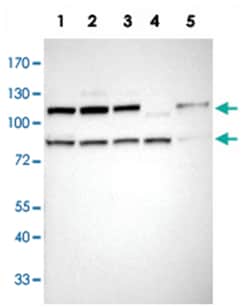ILF3 Rabbit anti-Human, Mouse, Rat, Polyclonal Antibody, Abnova 100&mu;L;