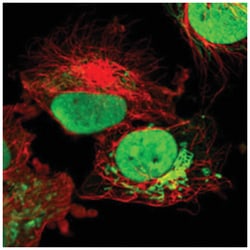 ILF3 Rabbit anti-Human, Mouse, Rat, Polyclonal Antibody, Abnova 100&mu;L;