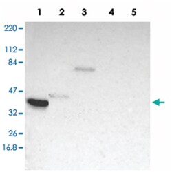 TFAP4, Rabbit, Polyclonal Antibody, Abnova 100&mu;L; Unlabeled:Antibodies,