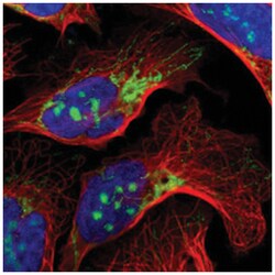 IDH3G, Rabbit, Polyclonal Antibody, Abnova 100&mu;L; Unlabeled:Antibodies,