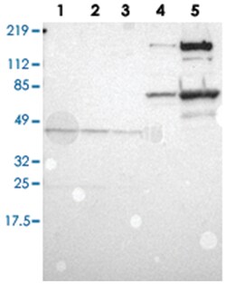 A2M Rabbit anti-Human, Polyclonal Antibody, Abnova 100 &mu;L | Buy Online | Abnova Corporation | Fisher Scientific