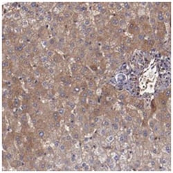 A2M Rabbit anti-Human, Polyclonal Antibody, Abnova 100 &mu;L | Buy Online | Abnova Corporation | Fisher Scientific