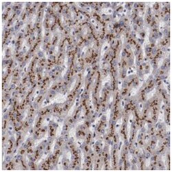GOLIM4 Rabbit anti-Human, Polyclonal Antibody, Abnova 100&mu;L; Unlabeled:Antibodies,
