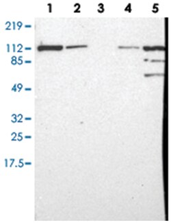 MVP Rabbit anti-Human, Polyclonal Antibody, Abnova 100&mu;L; Unlabeled:Antibodies,