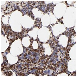 NCF2, Rabbit, Polyclonal Antibody, Abnova 100&mu;L; Unlabeled:Antibodies,