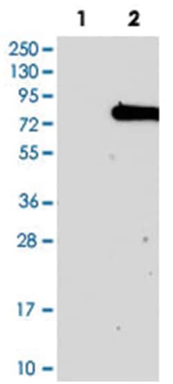 KIAA0020, Rabbit, Polyclonal Antibody, Abnova 100 &mu;L | Buy Online | Abnova Corporation | Fisher Scientific