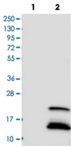 BTG2, Rabbit, Polyclonal Antibody, Abnova 100&mu;L; Unlabeled:Antibodies,
