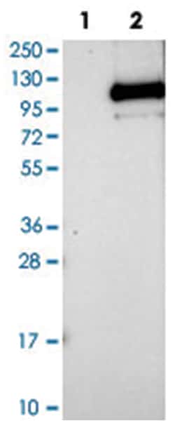 TRPC3 Rabbit, Polyclonal Antibody, Abnova 100&mu;L; Unlabeled:Antibodies,