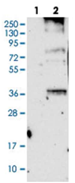 ORAI3 Rabbit, Polyclonal Antibody, Abnova 100 &mu;L | Buy Online | Abnova Corporation | Fisher Scientific