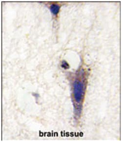 LINGO1 Rabbit anti-Human, Polyclonal Antibody, Abnova 400&mu;L; Unlabeled:Antibodies,