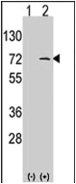 LINGO1 Rabbit anti-Human, Polyclonal Antibody, Abnova 400&mu;L; Unlabeled:Antibodies,