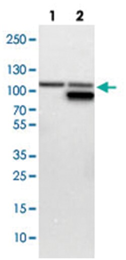GART, Rabbit, Polyclonal Antibody, Abnova 100&mu;L; Unlabeled:Antibodies,
