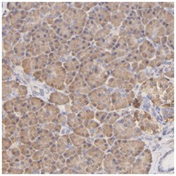 ALDH1A1 Rabbit anti-Human, Polyclonal Antibody, Abnova 100&mu;L; Unlabeled:Antibodies,