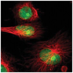 IFI16 Rabbit anti-Human, Polyclonal Antibody, Abnova 100&mu;L; Unlabeled:Antibodies,