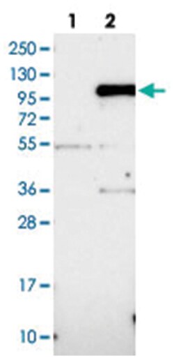 IFI16 Rabbit anti-Human, Polyclonal Antibody, Abnova 100&mu;L; Unlabeled:Antibodies,