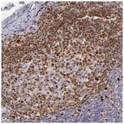 IRF8 Rabbit anti-Human, Polyclonal Antibody, Abnova 100 &mu;L | Buy Online | Abnova Corporation | Fisher Scientific