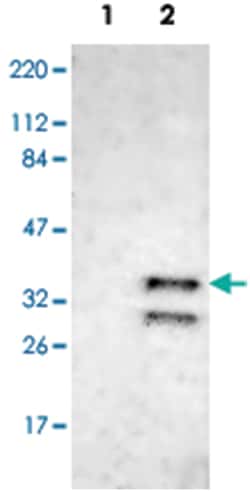 CDK6 Rabbit anti-Human, Polyclonal Antibody, Abnova 100&mu;L; Unlabeled:Antikroppar