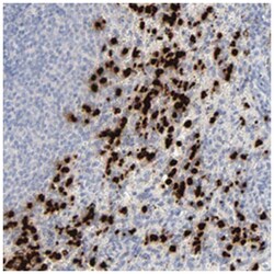 LCN2 Rabbit anti-Human, Polyclonal Antibody, Abnova 100 &mu;L | Buy Online | Abnova Corporation | Fisher Scientific
