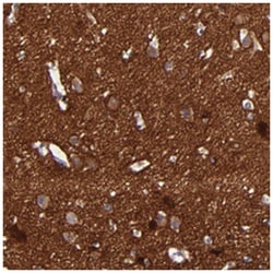 CNTNAP2, Rabbit, Polyclonal Antibody, Abnova 100 &mu;L | Buy Online | Abnova Corporation | Fisher Scientific