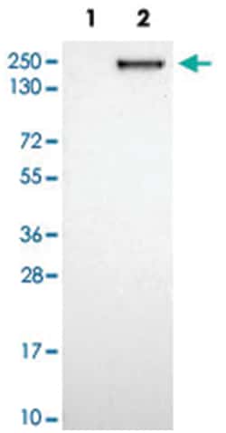 CNTNAP2, Rabbit, Polyclonal Antibody, Abnova 100 &mu;L | Buy Online | Abnova Corporation | Fisher Scientific