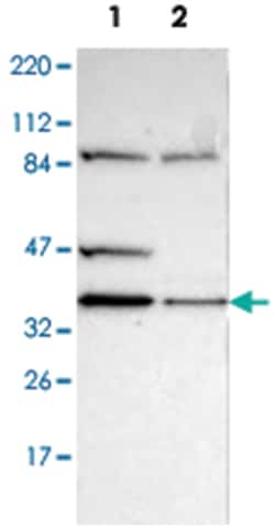 DSN1 Rabbit anti-Human, Polyclonal Antibody, Abnova 100 &mu;L | Buy Online | Abnova Corporation | Fisher Scientific