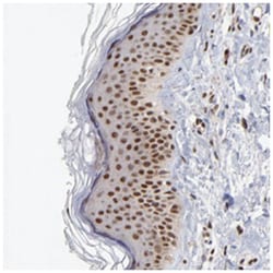 DSN1 Rabbit anti-Human, Polyclonal Antibody, Abnova 100 &mu;L | Buy Online | Abnova Corporation | Fisher Scientific