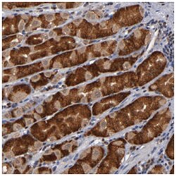 ALG13, Rabbit, Polyclonal Antibody, Abnova 100 &mu;L | Buy Online | Abnova Corporation | Fisher Scientific