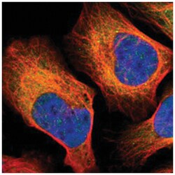 POLA1, Rabbit, Polyclonal Antibody, Abnova 100&mu;L; Unlabeled:Antibodies,