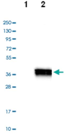 DHRSX, Rabbit, Polyclonal Antibody, Abnova 100 &mu;L | Buy Online | Abnova Corporation | Fisher Scientific