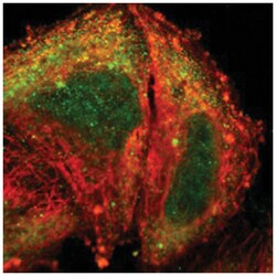 ASB9 Rabbit anti-Human, Polyclonal Antibody, Abnova 100&mu;L; Unlabeled:Antibodies,