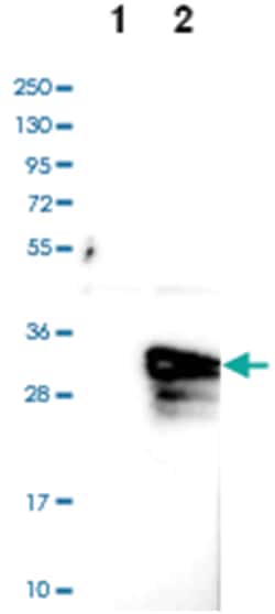 ASB9 Rabbit anti-Human, Polyclonal Antibody, Abnova 100&mu;L; Unlabeled:Antibodies,