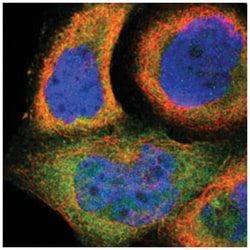 SH2D4A Rabbit anti-Human, Polyclonal Antibody, Abnova 100 &mu;L | Buy Online | Abnova Corporation | Fisher Scientific