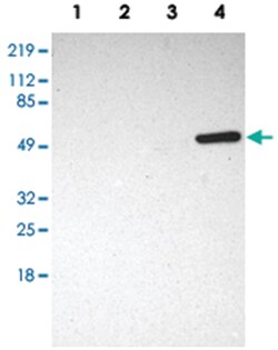 SH2D4A Rabbit anti-Human, Mouse, Rat, Polyclonal Antibody, Abnova 100&mu;L;