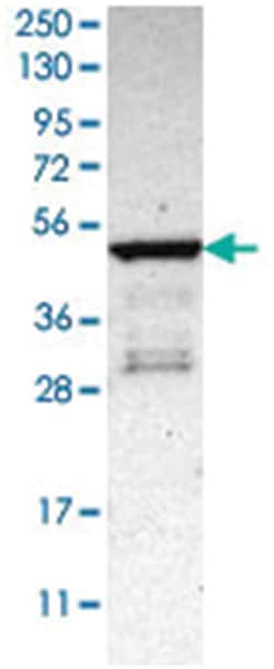 PLEKHA1, Rabbit, Polyclonal Antibody, Abnova 100 &mu;L | Buy Online | Abnova Corporation | Fisher Scientific