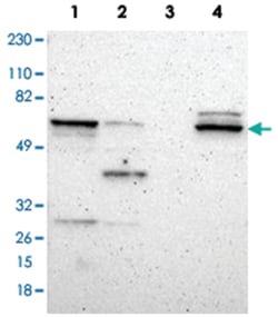DPYSL2 Rabbit anti-Human, Mouse, Rat, Polyclonal Antibody, Abnova 100 &mu;L | Buy Online | Abnova Corporation | Fisher Scientific