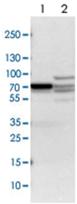 DPYSL2 Rabbit anti-Human, Mouse, Rat, Polyclonal Antibody, Abnova 100 &mu;L | Buy Online | Abnova Corporation | Fisher Scientific