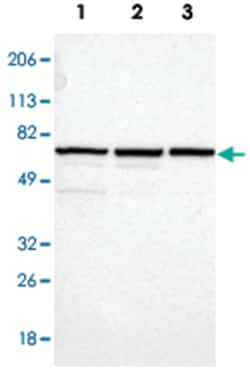 SNW1 Rabbit anti-Human, Mouse, Rat, Polyclonal Antibody, Abnova 100&mu;L;