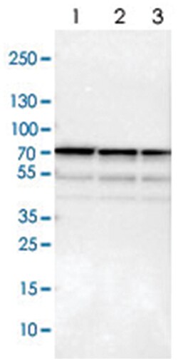 SNW1 Rabbit anti-Human, Mouse, Rat, Polyclonal Antibody, Abnova 100&mu;L;