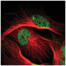 SNW1 Rabbit anti-Human, Mouse, Rat, Polyclonal Antibody, Abnova 100&mu;L;