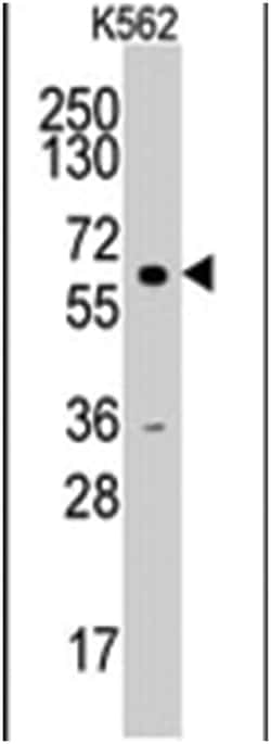 CCNA2 Rabbit anti-Human, Polyclonal Antibody, Abnova 400 &mu;L | Buy Online | Abnova Corporation | Fisher Scientific